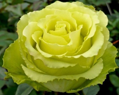 Роза Чайно-Гибридная «Лимбо» 