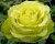 Роза Чайно-Гибридная «Лимбо» 