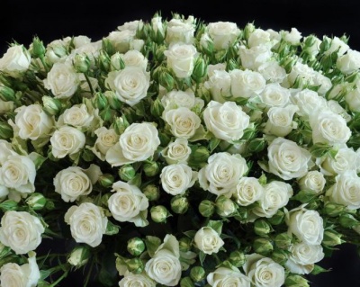 Спрей-роза «Сноу Денс»