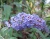 Буддлея Давида "Адонис Блю" (Adonis Blue)