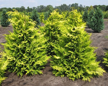 Кипарисовик Лавсона "Голден Кинг"