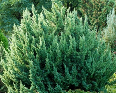 Можжевельник Китайский "Монарх"