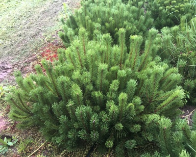 Сосна горная "Мугус"