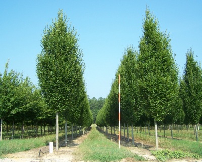 Граб обыкновенный "Фастигиата"