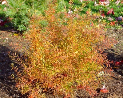 Спирея тунберга "Огон"