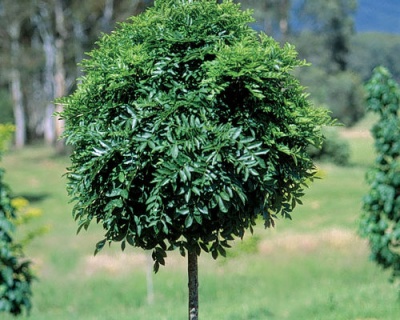 Ясень обыкновенный "Нана"