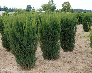 Тис средний "Хикси"