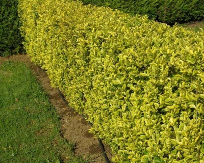 Бирючина овальнолистная "Ауреум"