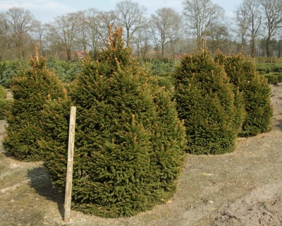 Ель обыкновенная "Олендорффи"