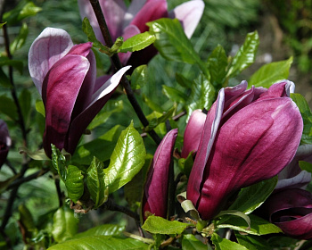 Магнолия "Нигра"