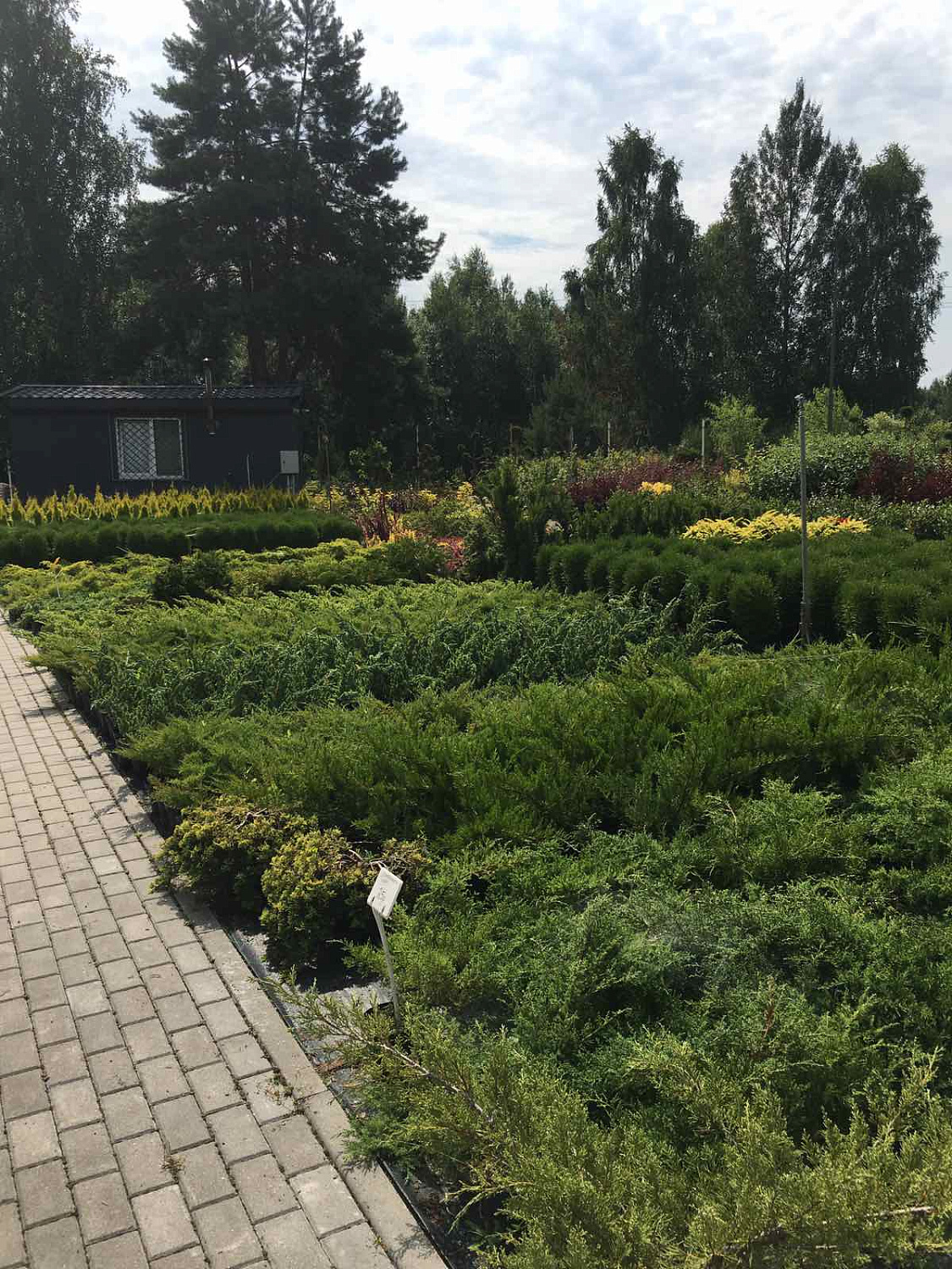 Питомник "ZelenSad"