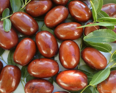 Зизифус "Синит"