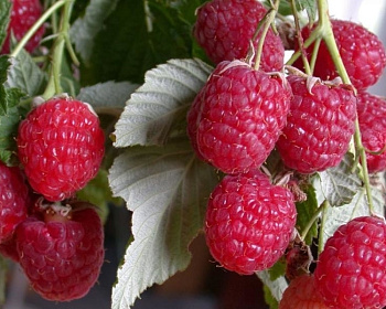 Малиновое дерево "Таруса"