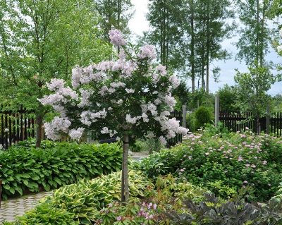 Сирень обыкновенная "Красавица Москвы" (штамбовая форма)