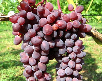 Виноград "Запорожский"