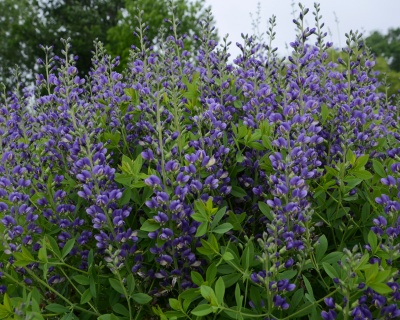 Баптизия «Блюберри Сандей»