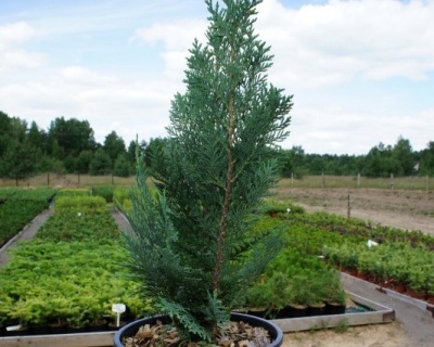 Кипарисовик Лавсона "Блю Сюрпрайз"