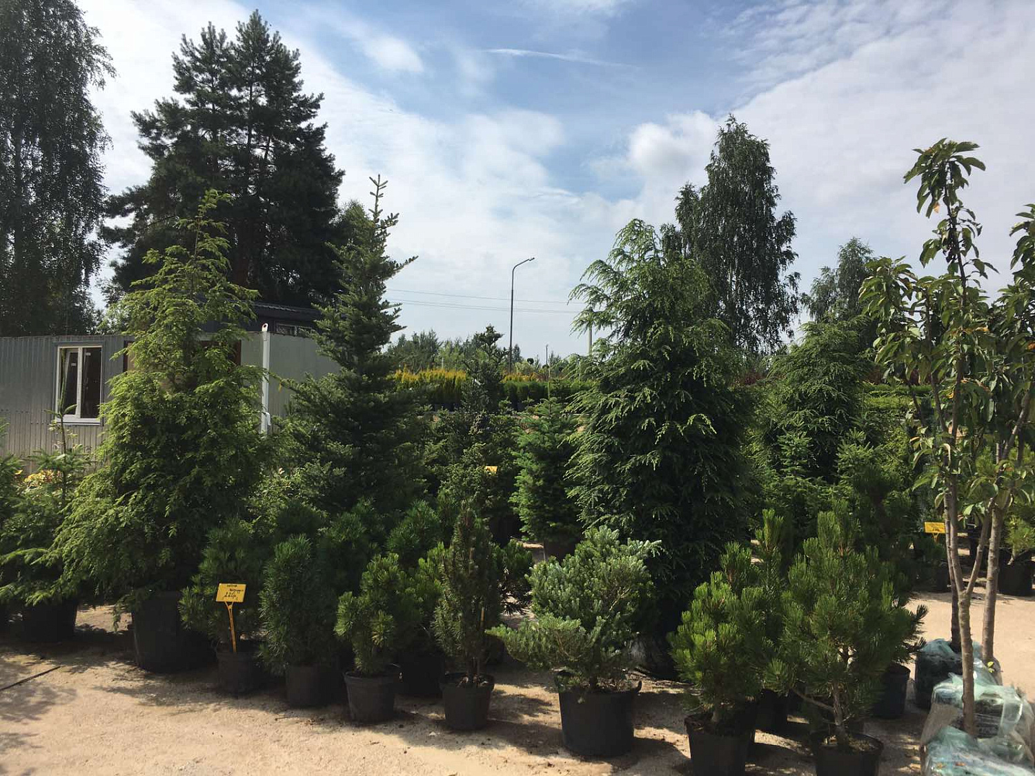 Питомник "ZelenSad"