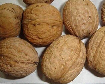 Грецкий орех "Идеал"