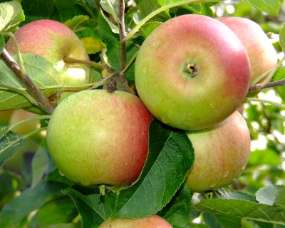 Яблоня колоновидная "Поэзия"