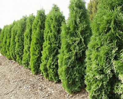 Туя западная "Колумна"