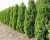 Туя западная "Колумна"