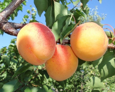 Абрикос "Спадчына"