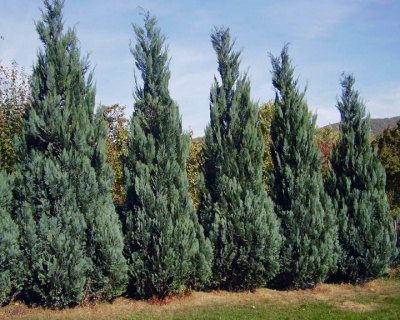 Кипарисовик Лавсона "Колумнарис"