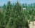 Сосна черная "Пирамидалис"