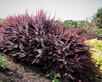 Барбарис Тунберга "Atropurpurea"