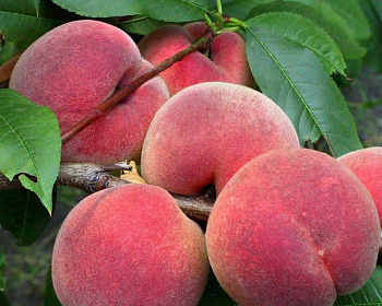 Персик "Ветеран"