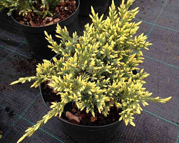 Можжевельник чешуйчатый "Дрим Джой"