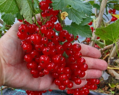 Смородина "Рондом"