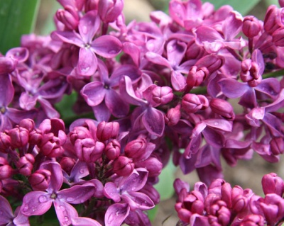 Сирень "Найт"