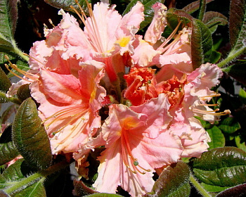 Азалия крупноцветковая "Беррироуз"