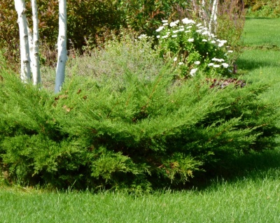 Можжевельник средний "Пфитцериана Компакта"