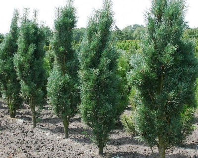 Сосна обыкновенная "Фастигиата"