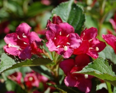 Вейгела гибридная "Bristol Ruby"