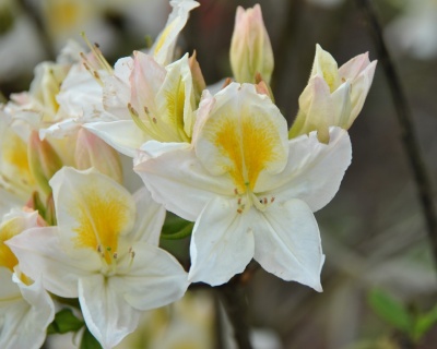 Азалия крупноцветковая "Персил"