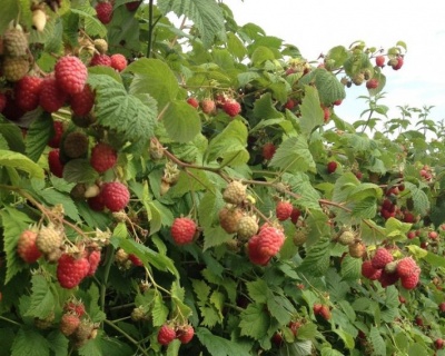 Малина "Мираж"