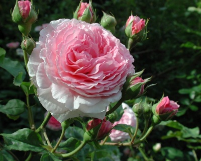 Пионовидная Роза «Джеймс Гелвей»