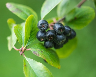 Рябина черноплодная "Рубино"