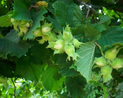 Фундук "Шедевр"