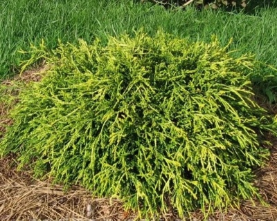 Кипарисовик Горохоплодный "Филифера Нана"