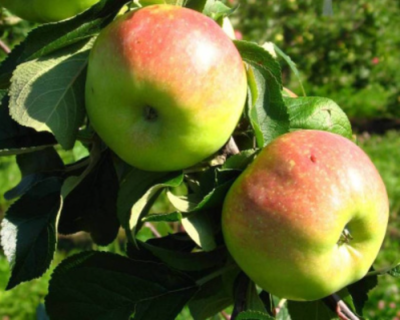 Яблоня колоновидная "Болеро"