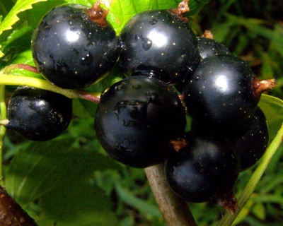 Смородина "Черешневая"