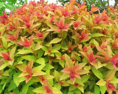 Спирея японская "Голдфлейм"