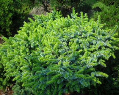 Ель сербская "Пимоко"