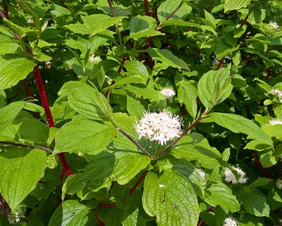 Дерен красный "Грин Лайт" (Green Light)