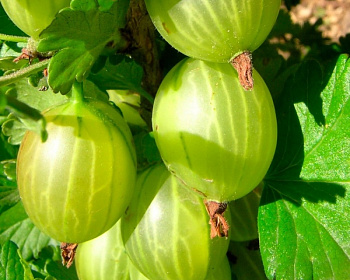 Крыжовник "Малахит"